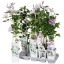 product/img.floraplaza.nl/5631-11-LIVE_fotos-0xEA6C721C944A5154DBDB58ADF77DEAF9CC2D6399.jpg