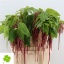 product/img.floraplaza.nl/57-80-LIVE_fotos-0x96D42EBB549A47AAB8183F131136593A61C308D7.jpg