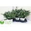 product/img.floraplaza.nl/57399-17-LIVE_fotos-0xF84205F56BB2C9FCDEF0050A727DC4A9B701B0DF.jpg