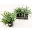 product/img.floraplaza.nl/57399-23-LIVE_fotos-0x0BA4F46CAEB9165ACE49BCF5DB34CDB79D8B18D9.jpg