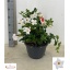 product/img.floraplaza.nl/57842-27-LIVE_fotos-0xE4EE9856C0CDA9A231D5A78C412E2026A430CC1A.jpg