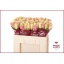 product/img.floraplaza.nl/579-50-LIVE_fotos-0xF4FB82941EFD55215EBF256899B9340CF00B85B9.jpg