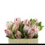 product/img.floraplaza.nl/5812-50-LIVE_fotos-0x270AA7CE6A88BC47AA47A4732BB8A81CD2EBC752.jpg