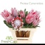 product/img.floraplaza.nl/5812-60-LIVE_fotos-0xB3232CC379161CD0D9F9975360CBB77C43175F43.jpg