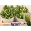 product/img.floraplaza.nl/5813-LIVE_fotos-0x3EF9F217EBFA8935EF886797BA1F97AC7C95EAAC.jpg