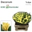 product/img.floraplaza.nl/5813-LIVE_fotos-0xB059C1F4D1D5F67F3D901B899E944124DF5993A2.jpg