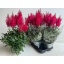 product/img.floraplaza.nl/58163-14-LIVE_fotos-0xA8149A7E22659AC4EE6C7A435842F63A1CBBA131.jpg