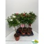 product/img.floraplaza.nl/5874-17-LIVE_fotos-0xF2C98DB1BB93F9B94059A54A3F478EDB9FB6EA29.jpg