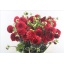 product/img.floraplaza.nl/5946-50-LIVE_fotos-0xEA1B371E712274CD1DD2A76AC9AFF1D1DB5DBFC6.jpg