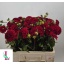 product/img.floraplaza.nl/5946-55-LIVE_fotos-0x60876F7234BD6CF7DF1CBFF3EA5C4E660ED1F28A.jpg