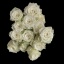 product/img.floraplaza.nl/595-40-LIVE_fotos-0x6EB6C67018244BEF5717298667A8523E49E2B251.jpg