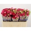 product/img.floraplaza.nl/595-50-LIVE_fotos-0x00EB11A8B1F3019ED7DEA9DF48D65B6533AAB988.jpg