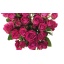 product/img.floraplaza.nl/595-50-LIVE_fotos-0x569DFF946F5BA149D8DF0FCA369547AB48067B5A.jpg