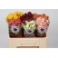 product/img.floraplaza.nl/595-50-LIVE_fotos-0x82112F6A102E23B6A0956DEABD4C5BAC5D6C3F9C.jpg