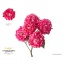 product/img.floraplaza.nl/595-50-LIVE_fotos-0x945CD34BF6245F804139994A3B1B900BA773DE6D.jpg