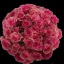 product/img.floraplaza.nl/595-50-LIVE_fotos-0xA02EE3C50D4F12F652D1913EDD97D7D2C8B664AA.jpg
