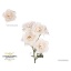 product/img.floraplaza.nl/595-50-LIVE_fotos-0xA5D37B5FD668C0E15AF15AB8DCA6316A9E20BE27.jpg