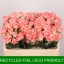 product/img.floraplaza.nl/595-50-LIVE_fotos-0xCBA389C392AEC5C1170F981DF38D33EA9F9C4874.jpg