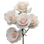 product/img.floraplaza.nl/595-50-LIVE_fotos-0xDFA0275400647A49989C2094AA2A4904060304C6.jpg