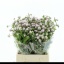 product/img.floraplaza.nl/61-45-LIVE_fotos-0x052AE8F1ED24B8795ED4226BEE7C93E850B65136.jpg