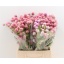 product/img.floraplaza.nl/61-45-LIVE_fotos-0x704C5B2E3C56B2232544209E6C418CE2AAB14C25.jpg