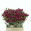 product/img.floraplaza.nl/61-45-LIVE_fotos-0x739B14192620B74A9366CB85292F988359B6F32B.jpg