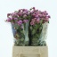 product/img.floraplaza.nl/61-45-LIVE_fotos-0xD31CB53D01139ECC1C651ABBE965F71FD340A024.jpg