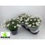product/img.floraplaza.nl/6120-19-LIVE_fotos-0x1EECE6C98A4BF780CB79B385385E7FCB8F1C86DC.jpg