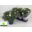 product/img.floraplaza.nl/6120-19-LIVE_fotos-0x255186DA5E196DCBB3815845DDE2A2A95CCC772E.jpg