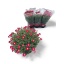 product/img.floraplaza.nl/6120-19-LIVE_fotos-0x41D8A1C64688C530D83C7DC74ED570EDA75AF832.jpg