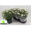 product/img.floraplaza.nl/6120-19-LIVE_fotos-0x429DC4D7AC70F6DAE8CC4C351E9E4870EB1779F8.jpg