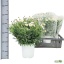 product/img.floraplaza.nl/6120-19-LIVE_fotos-0xA810CD69E1A65C96B2635FF0E8C2B235AEE3395C.jpg