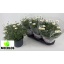 product/img.floraplaza.nl/6120-19-LIVE_fotos-0xB3F58DFD4956175D539A521ED06581A711257BDA.jpg