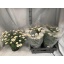 product/img.floraplaza.nl/6120-19-LIVE_fotos-0xF115EBA6C8912C6D21D15C1D9D364ACEC065B124.jpg