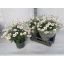 product/img.floraplaza.nl/6120-19-LIVE_fotos-0xF3FA1B824594028B91D5C3EBFEE75421594EA1F0.jpg