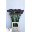 product/img.floraplaza.nl/6225-80-LIVE_fotos-0x2055D2FD062E8958A6EC136F4AACA44F4977D6D8.jpg