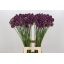 product/img.floraplaza.nl/6225-80-LIVE_fotos-0xAEE5D2C5815DE983E80CD1049625168C8A0A2F80.jpg