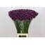product/img.floraplaza.nl/6225-80-LIVE_fotos-0xE28E50CFE3CA0F4DEA4E3C53C4168220B31D0FF4.jpg