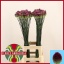 product/img.floraplaza.nl/6225-80-LIVE_fotos-0xE9190D2B620DBAE3F68805FA0BCCC35495B19EDD.jpg
