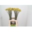 product/img.floraplaza.nl/6231-70-LIVE_fotos-0x776EF73BB449525C643C91AF7A471CC7A551DD53.jpg