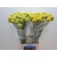 product/img.floraplaza.nl/6231-70-LIVE_fotos-0x9C374EA2DF0866F1D70B89E123CFB3829BCD844F.jpg