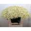 product/img.floraplaza.nl/6254-60-LIVE_fotos-0xB2324C8468C8F52AE4AD028C0AFAA0CEBD76620B.jpg