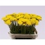 product/img.floraplaza.nl/6325-75-LIVE_fotos-0xF1CE93D01A08D6C9A9723678122D5B299D9139C0.jpg