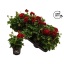 product/img.floraplaza.nl/6449-510-LIVE_fotos-0x9230788DBF052557F4764AE6D7465935B30FCE81.jpg