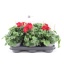 product/img.floraplaza.nl/6449-510-LIVE_fotos-0xB81A4CF17A82047981642FC06129501A85310D63.jpg