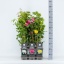 product/img.floraplaza.nl/6548-17-LIVE_fotos-0x7D208BC508EFA39D691DD7B91CB2F1C6156F7EAA.jpg