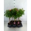 product/img.floraplaza.nl/6548-17-LIVE_fotos-0xAC5DA6C72EE0D6E0B4571FDF0450F0BBCA84A025.jpg