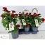 product/img.floraplaza.nl/6548-19-LIVE_fotos-0xDE12D39CB3A184900033B2693F5CD65D2FC86382.jpg