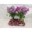 product/img.floraplaza.nl/6588-45-LIVE_fotos-0x9DCBC2BA2421D14EAC4B3FD967E6BB1E92245666.jpg