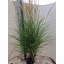 product/img.floraplaza.nl/6634-23-LIVE_fotos-0x4DBFACA4C7B53BD948F26A3F0E754E3FB832F28B.jpg
